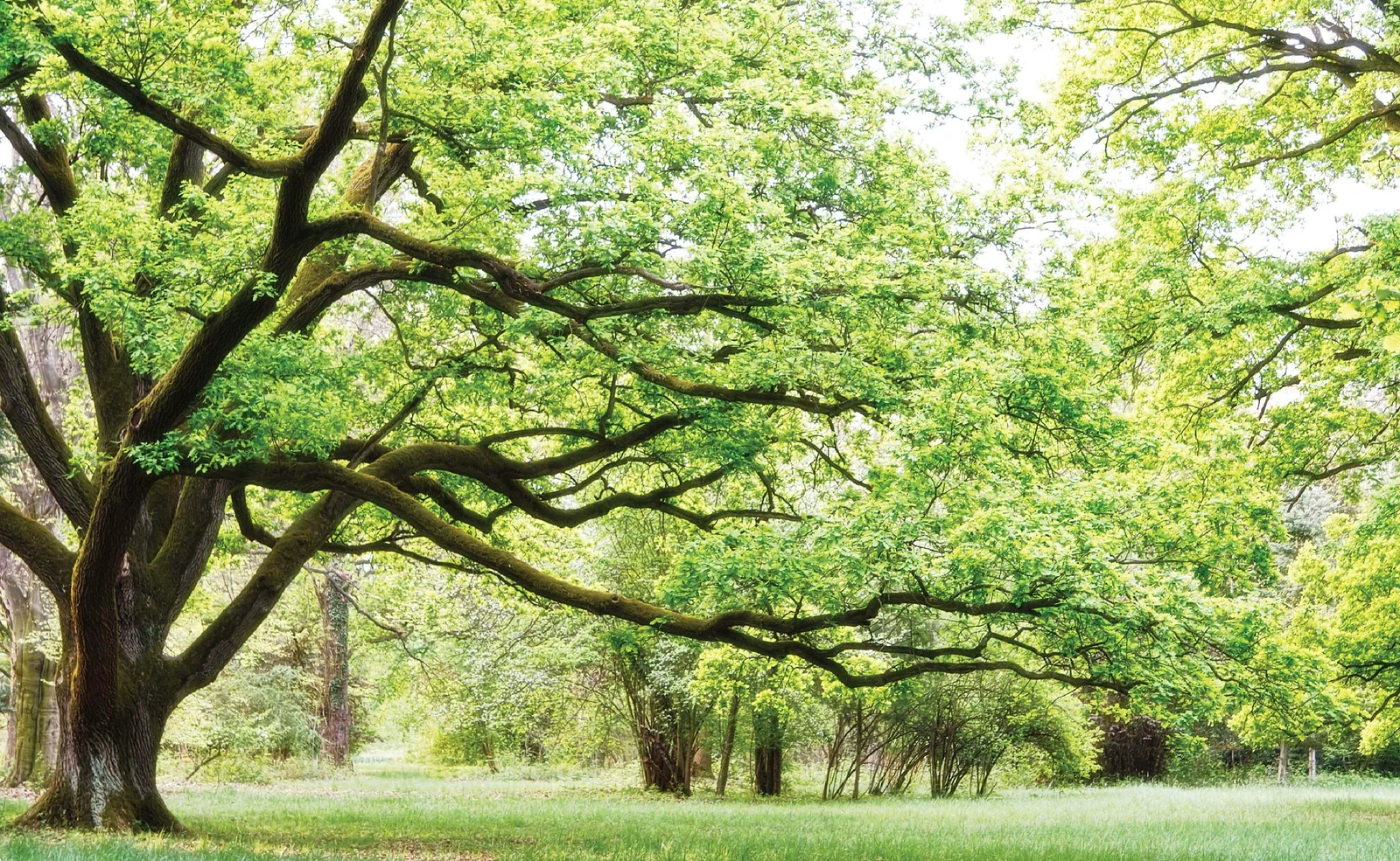 Green lushes